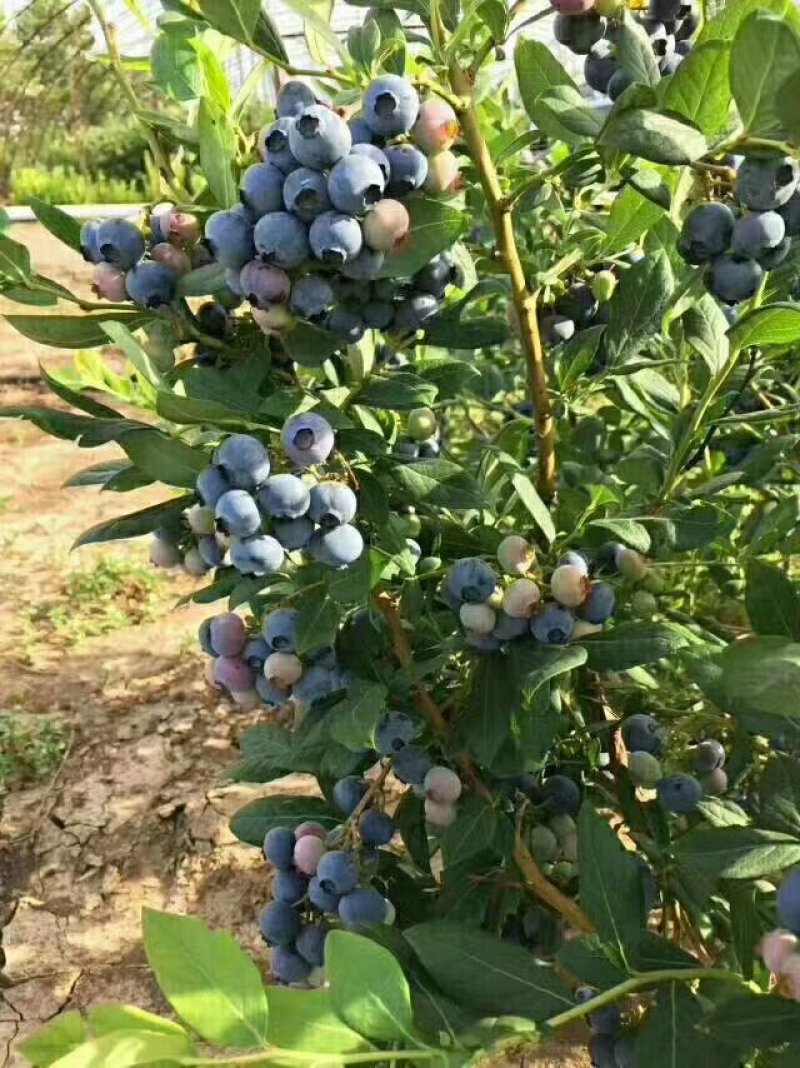 基地直销蓝莓苗天后绿宝石莱克西薄雾蓝莓苗品种包成活
