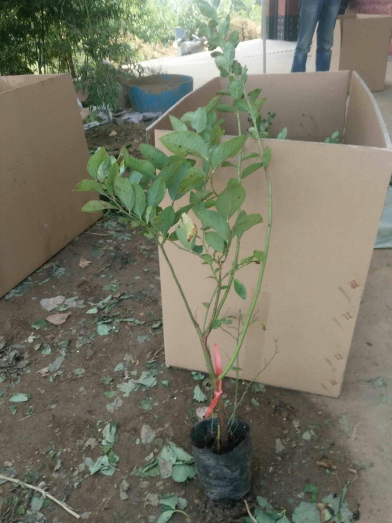 基地直销蓝莓苗天后绿宝石莱克西薄雾蓝莓苗品种包成活