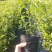 基地直销蓝莓苗天后绿宝石莱克西薄雾蓝莓苗品种包成活
