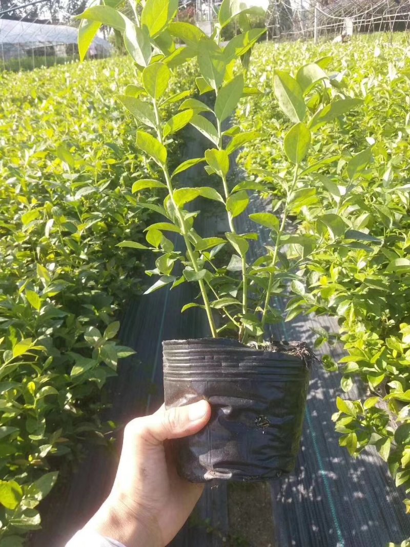 基地直销蓝莓苗天后绿宝石莱克西薄雾蓝莓苗品种包成活