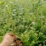 基地直销蓝莓苗天后绿宝石莱克西薄雾蓝莓苗品种包成活