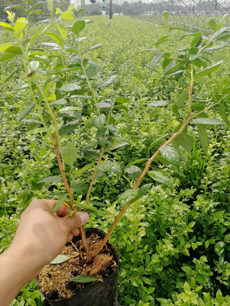 基地直销蓝莓苗天后绿宝石莱克西薄雾蓝莓苗品种包成活