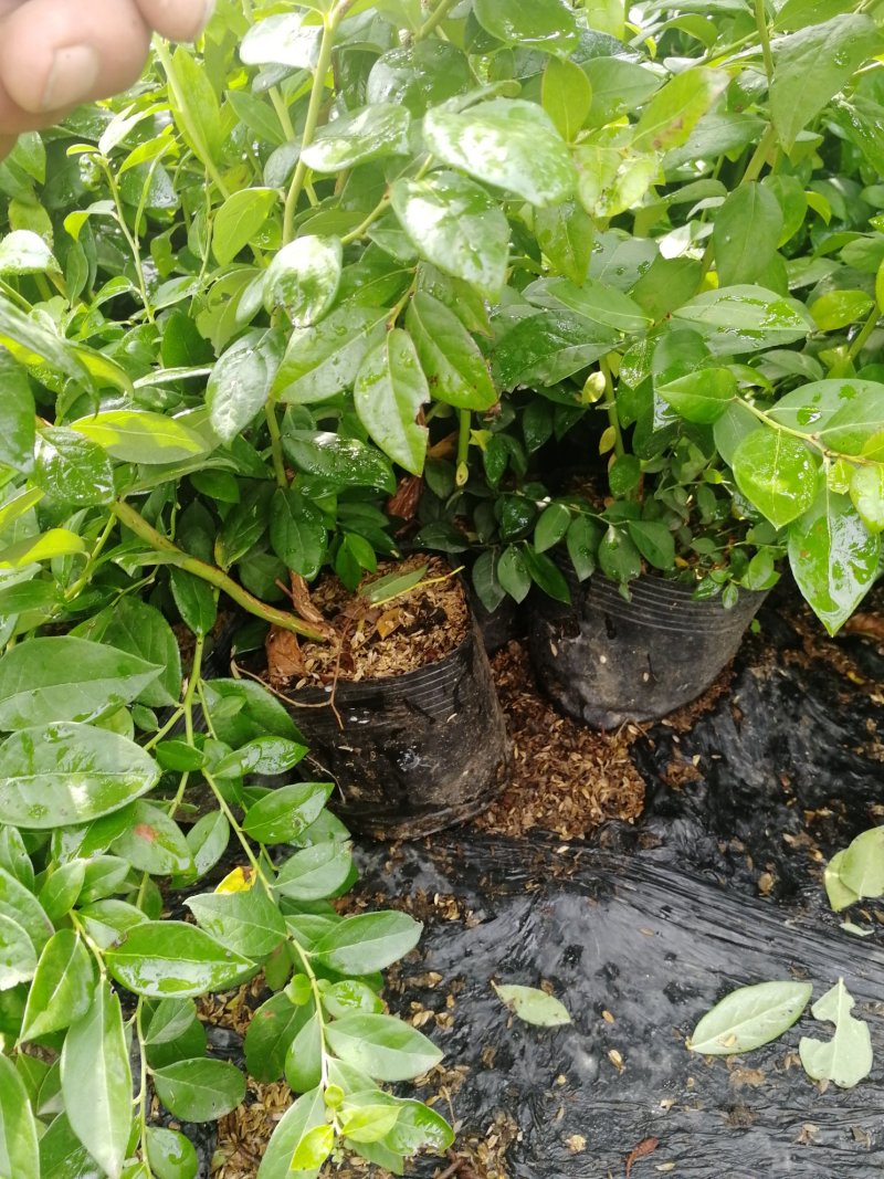 基地直销蓝莓苗天后绿宝石莱克西薄雾蓝莓苗品种包成活