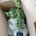 基地直销蓝莓苗天后绿宝石莱克西薄雾蓝莓苗品种包成活