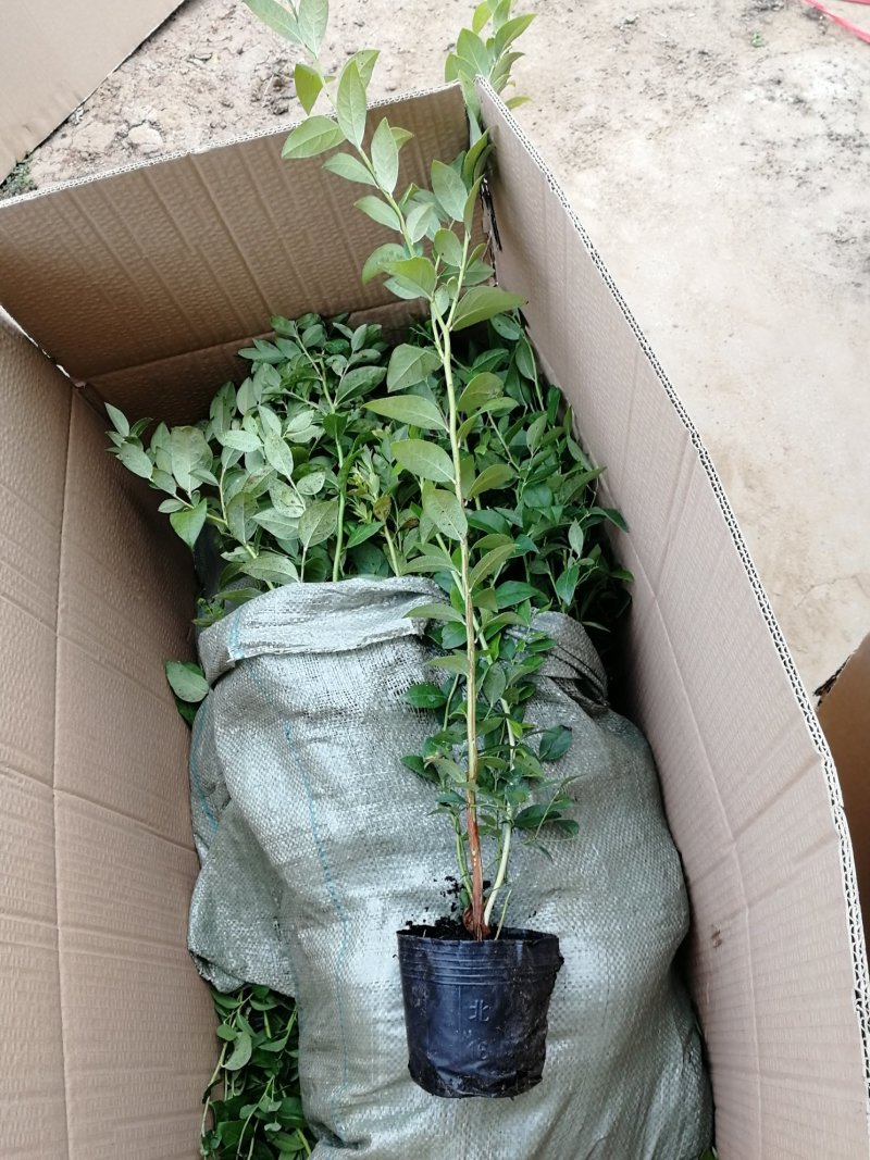 基地直销蓝莓苗天后绿宝石莱克西薄雾蓝莓苗品种包成活
