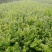 基地直销蓝莓苗天后绿宝石莱克西薄雾蓝莓苗品种包成活
