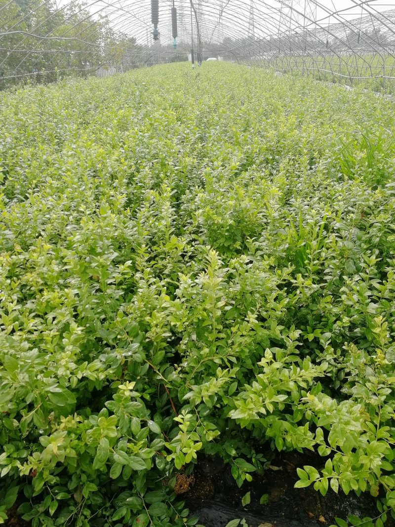 基地直销蓝莓苗天后绿宝石莱克西薄雾蓝莓苗品种包成活