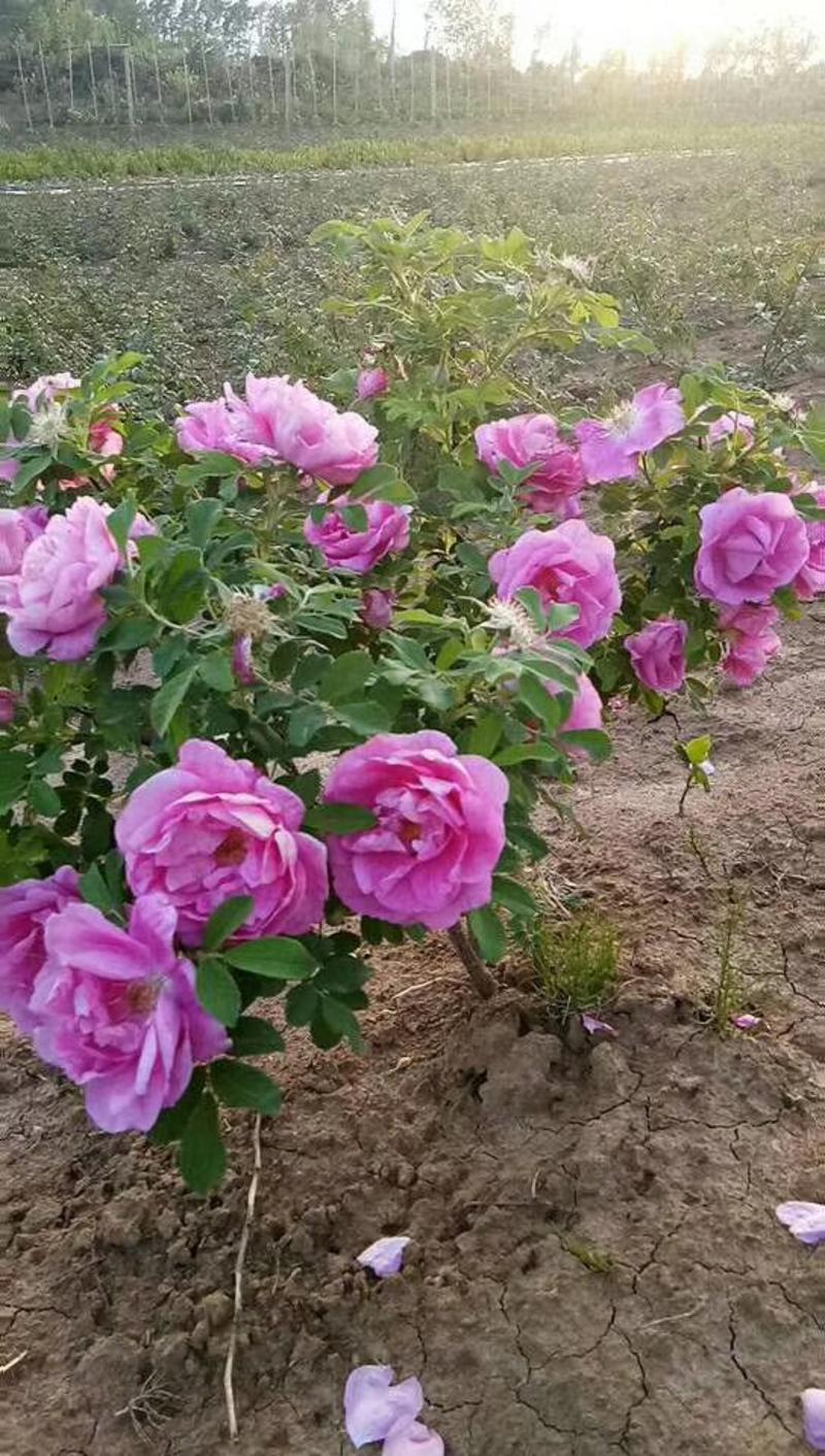 四季玫瑰，干枝插花，灌木类，又名多季刺玫扦插苗，及杯苗