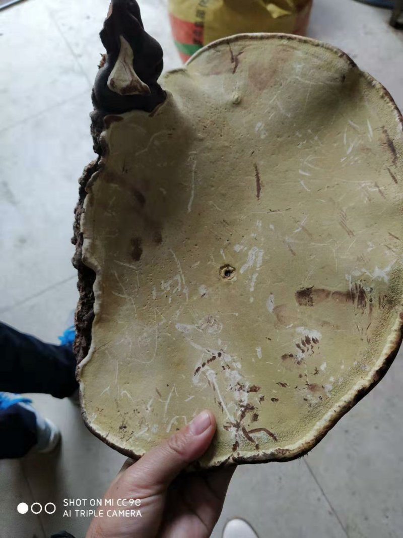 广西百色木灵芝，量大从优，欢迎各地老板前来采购