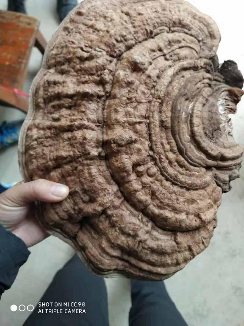 广西百色木灵芝，量大从优，欢迎各地老板前来采购