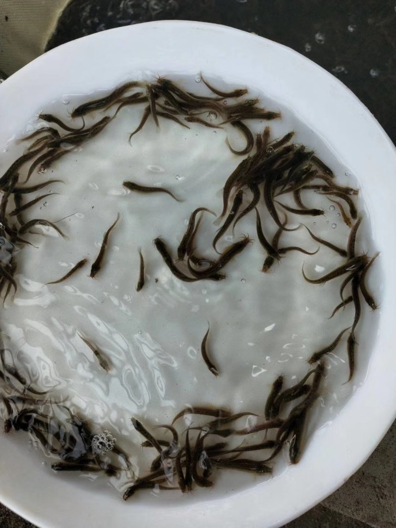 【产地发货】泥鳅鱼苗，台湾泥鳅鱼苗，美国泥鳅鱼苗提供技术