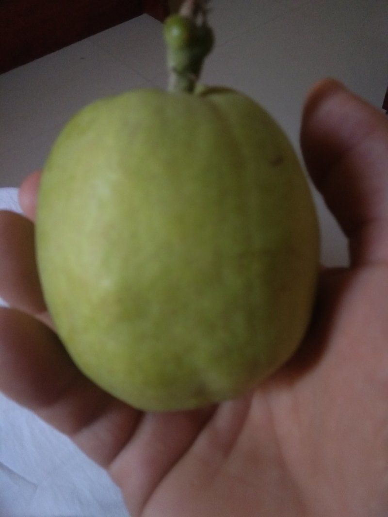 库尔勒香梨