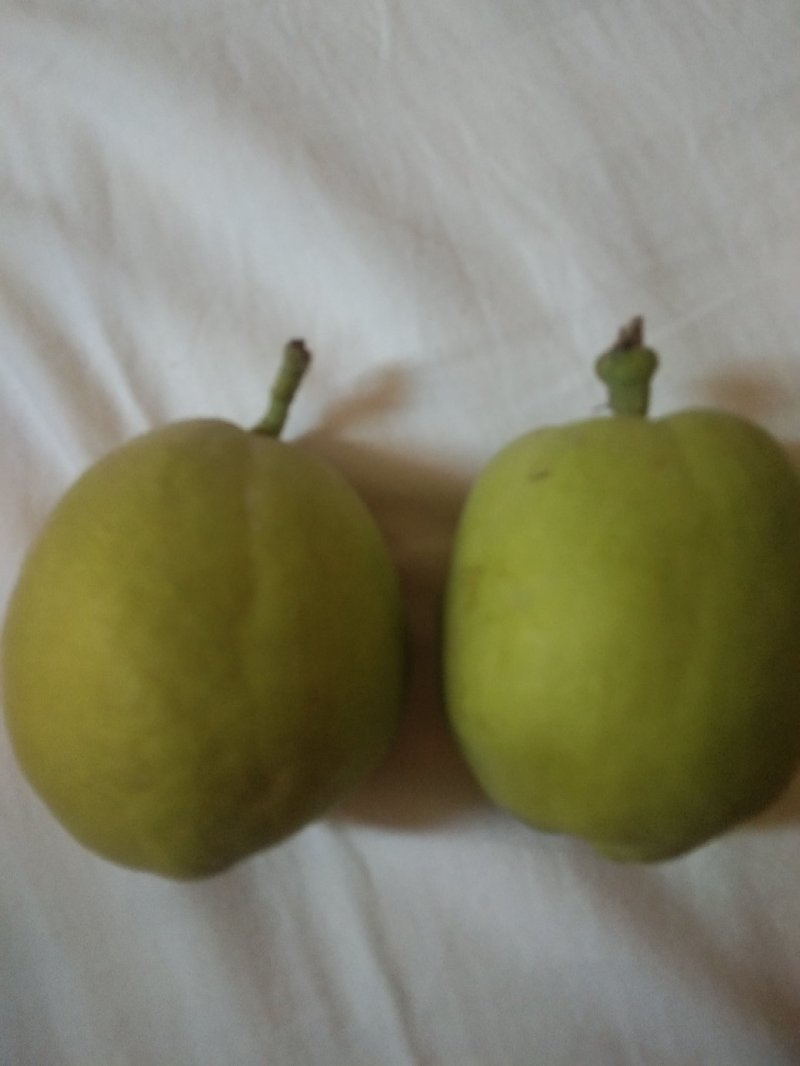 库尔勒香梨