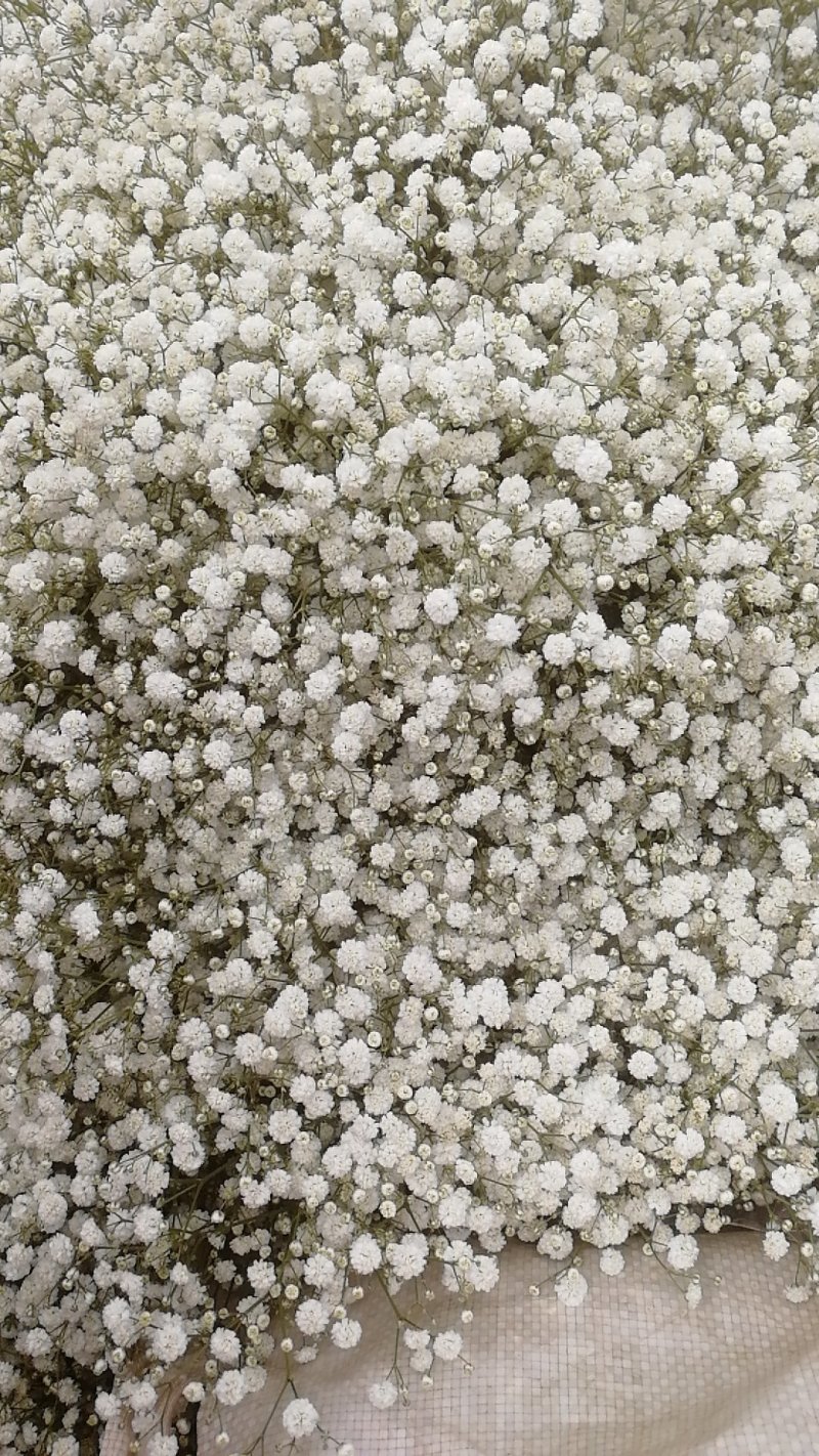 云南花卉种苗批发满天星花苗园林绿化苗木基地发货现挖