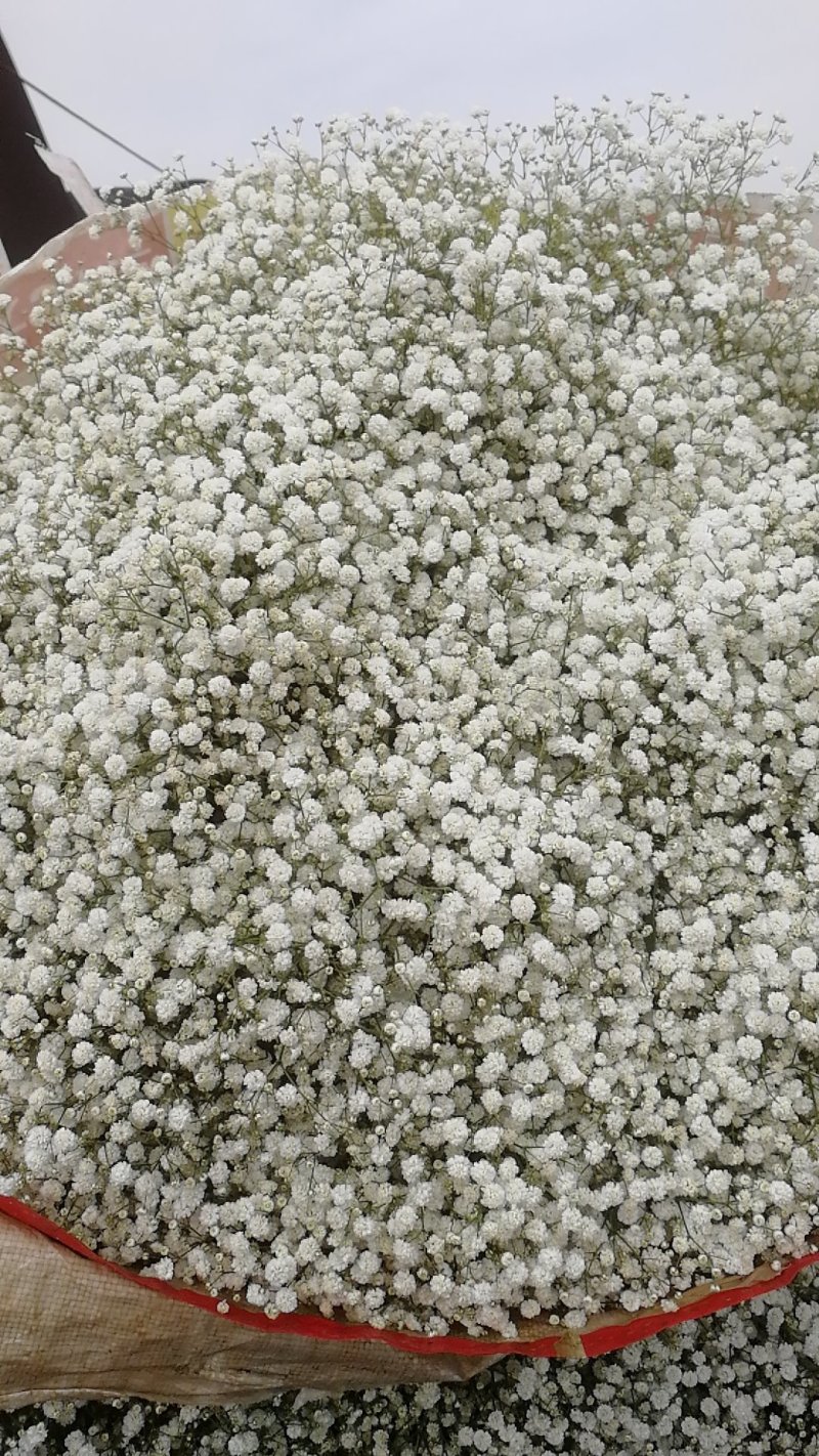 云南花卉种苗批发满天星花苗园林绿化苗木基地发货现挖
