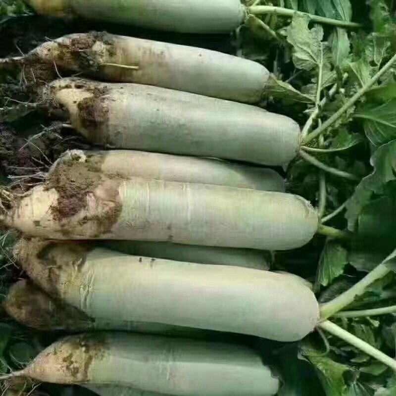 潍坊天星二号瓜茬萝卜潍县萝卜脆甜1~1.5斤起