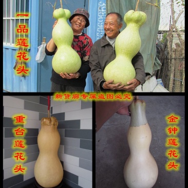 新货廊2020年度分享葫芦种子45种