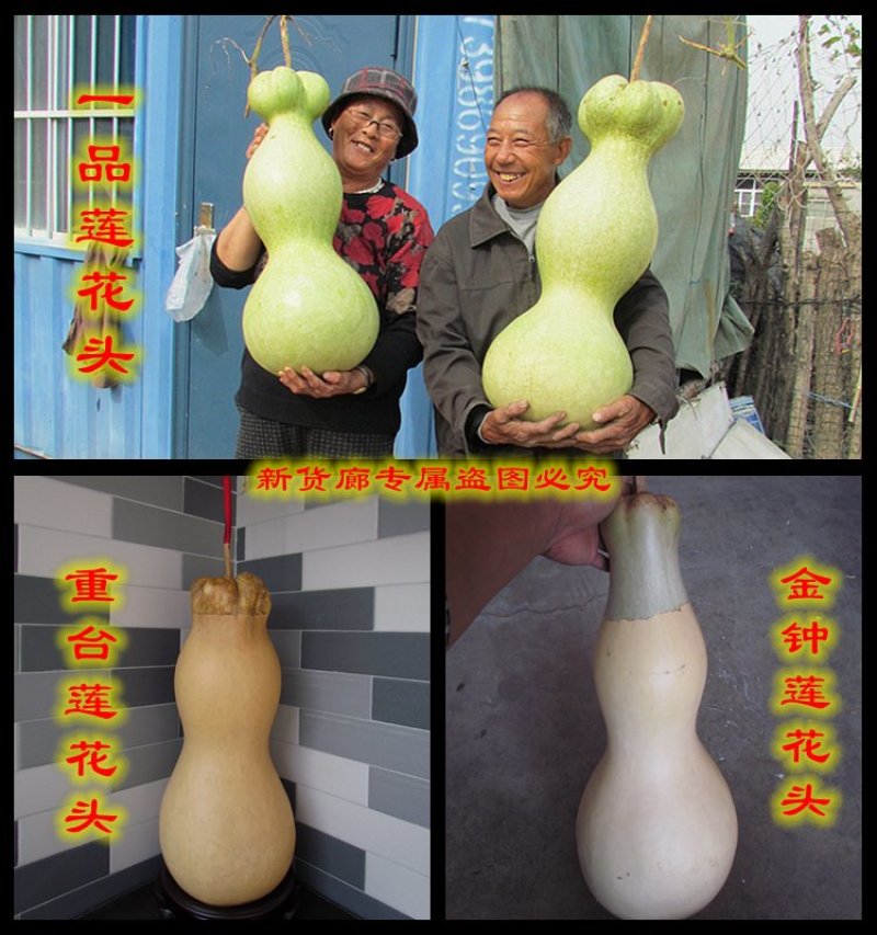 新货廊2020年度分享葫芦种子45种