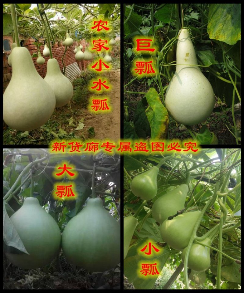 新货廊2020年度分享葫芦种子45种