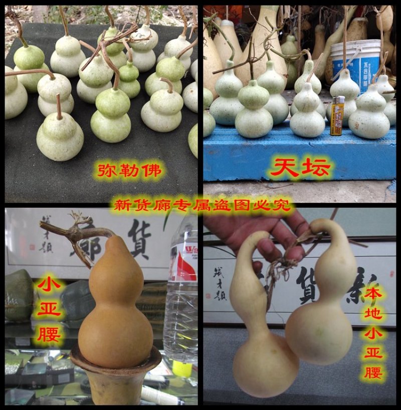 新货廊2020年度分享葫芦种子45种