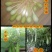 新货廊2020年度分享葫芦种子45种