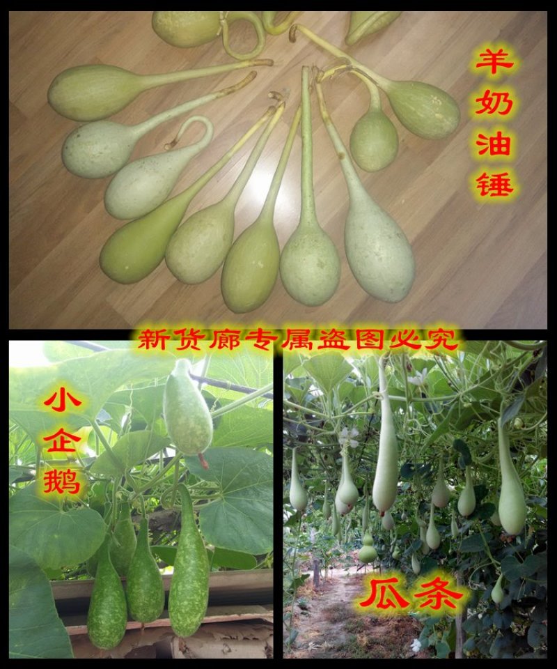 新货廊2020年度分享葫芦种子45种