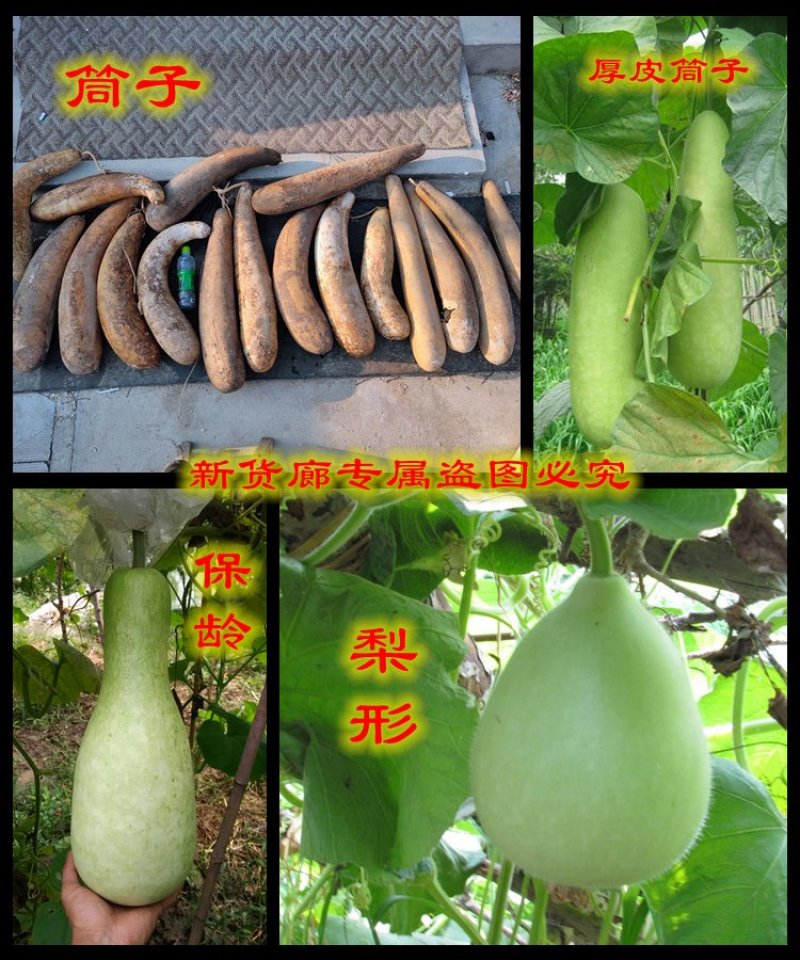 新货廊2020年度分享葫芦种子45种