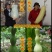 新货廊2020年度分享葫芦种子45种