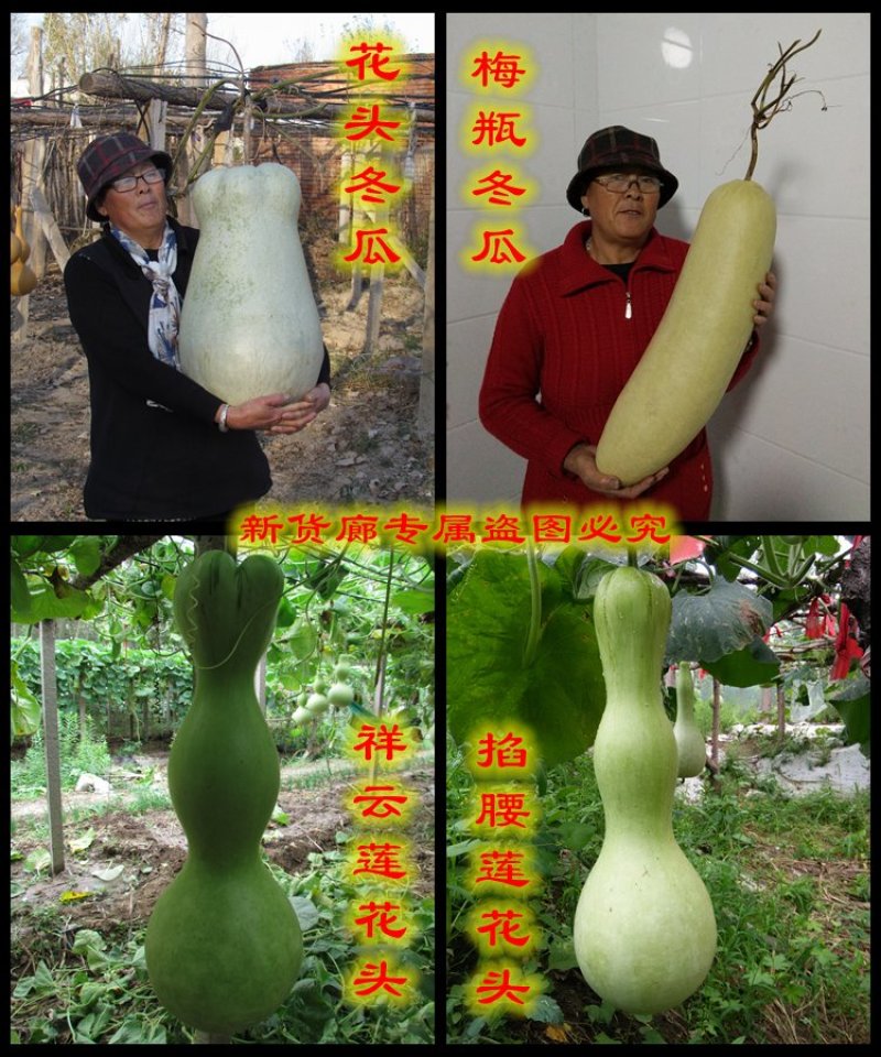 新货廊2020年度分享葫芦种子45种