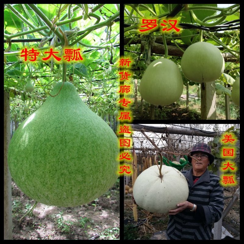 新货廊2020年度分享葫芦种子45种