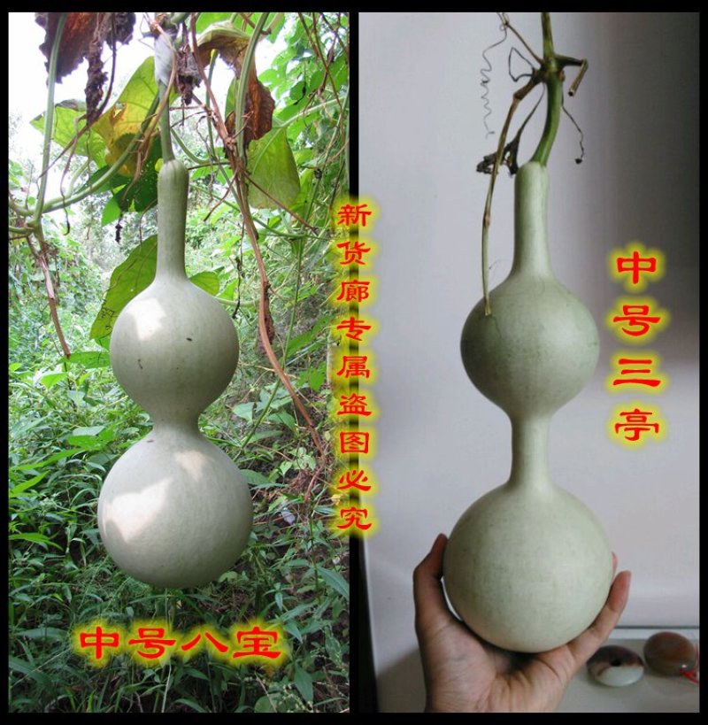 新货廊2020年度分享葫芦种子45种