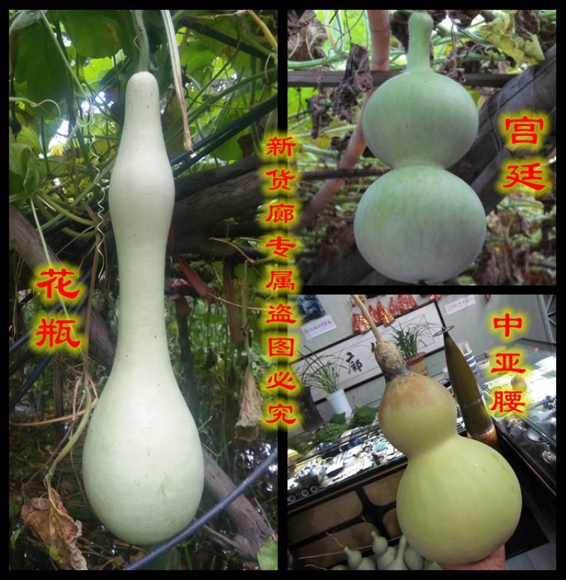新货廊2020年度分享葫芦种子45种
