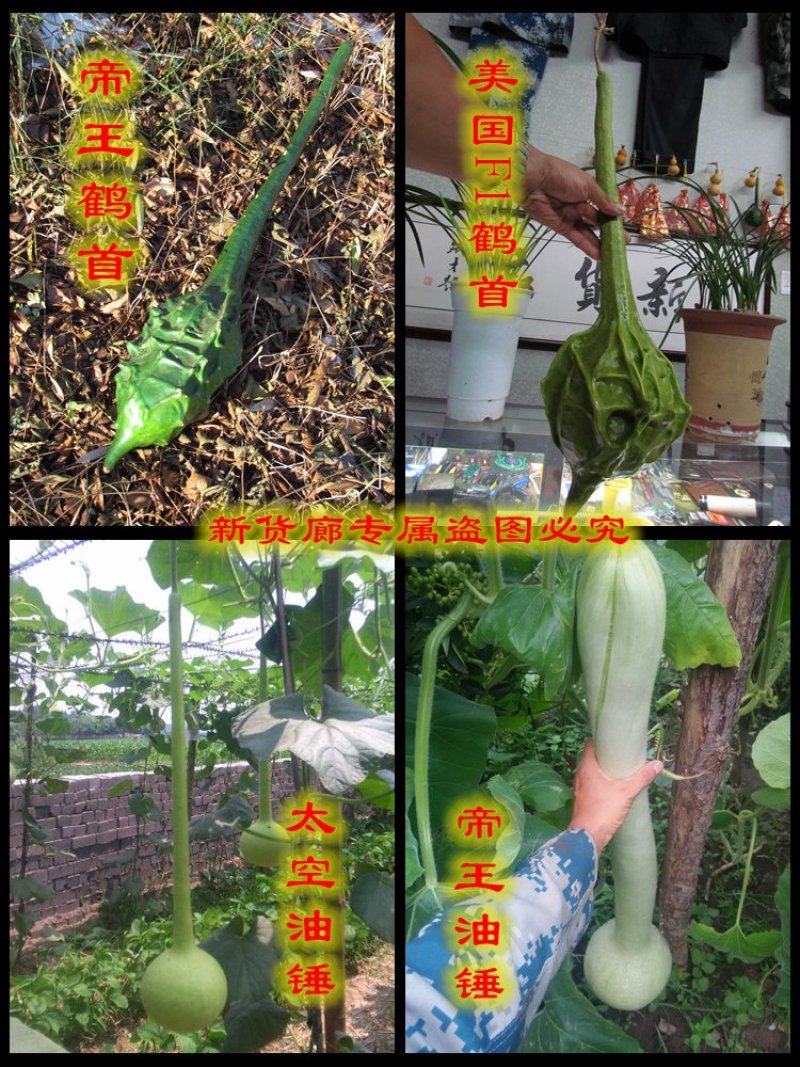 新货廊2020年度分享葫芦种子45种