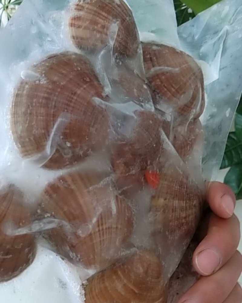 文贝～一袋一斤装，个大味美货量大
