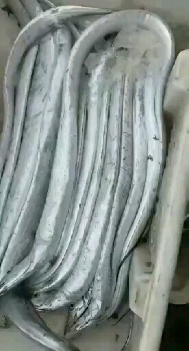 带鱼鲅鱼