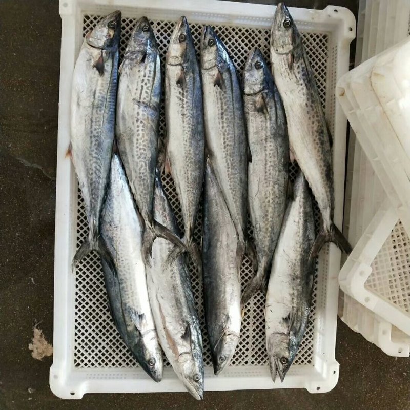 带鱼鲅鱼