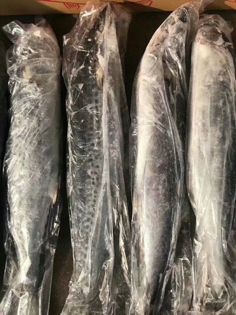 带鱼鲅鱼