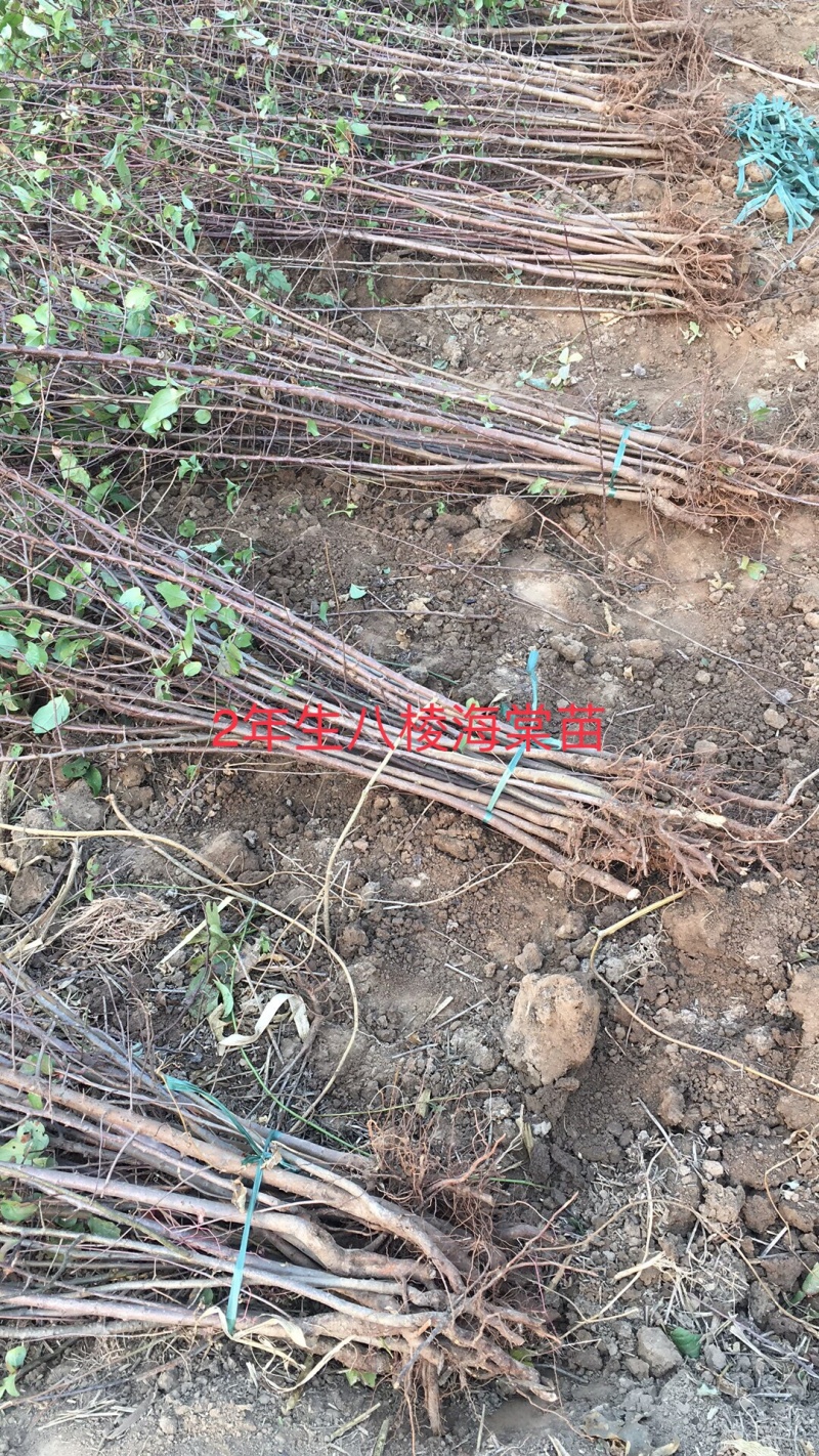 出售1公分到5公分八棱海棠树苗，量大价优