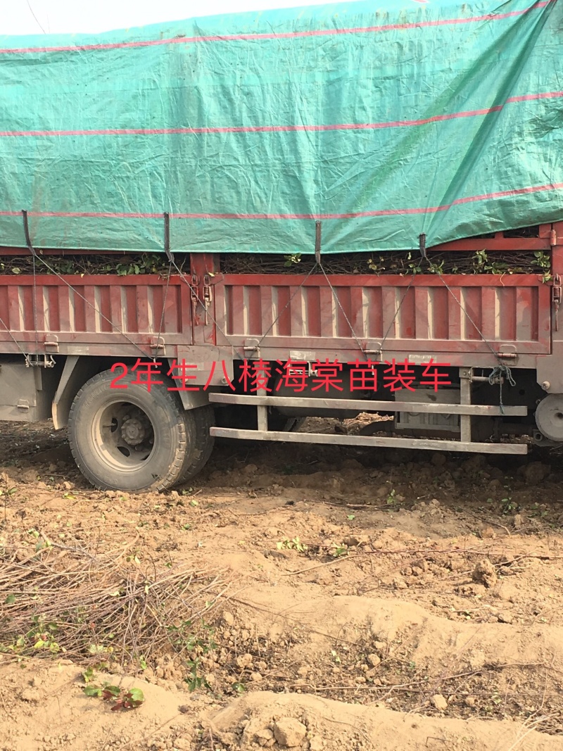 出售1公分到5公分八棱海棠树苗，量大价优