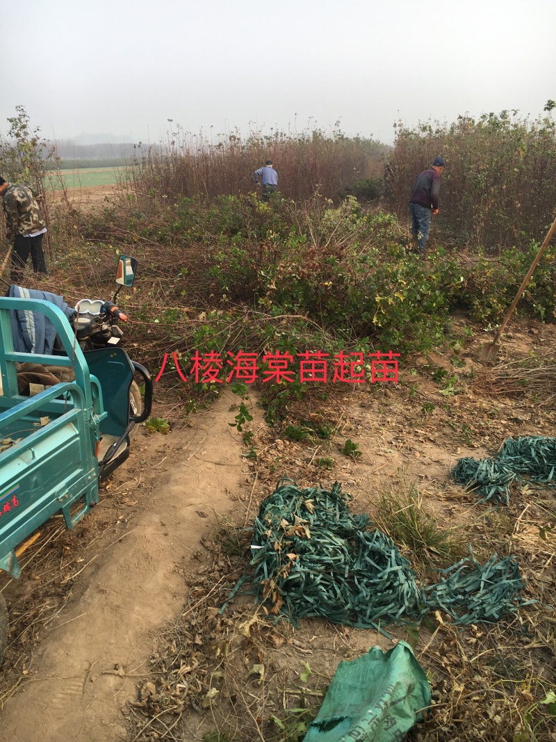 出售1公分到5公分八棱海棠树苗，量大价优