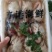 花盖蟹750克公母混装九头