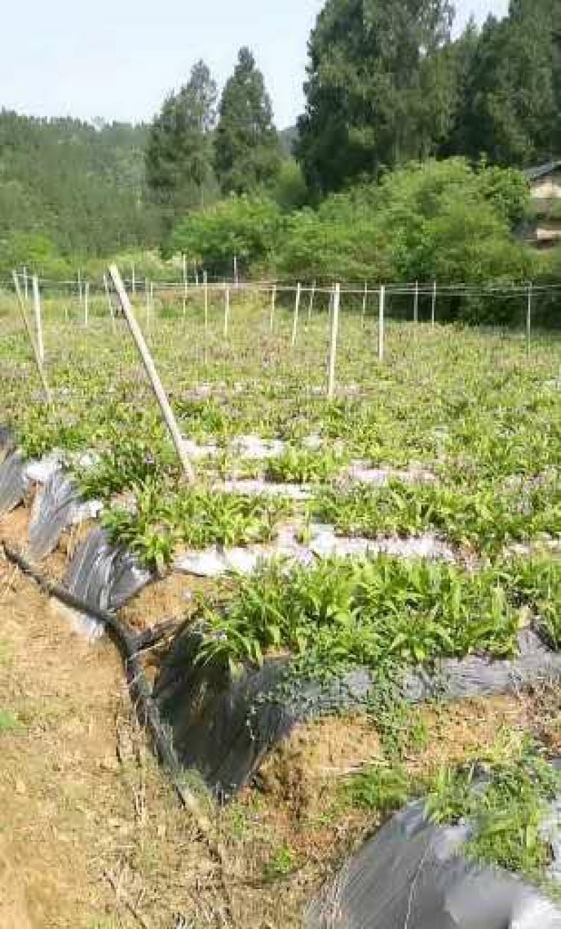 3年超大紫花三叉白及苗包成活包技术包品种