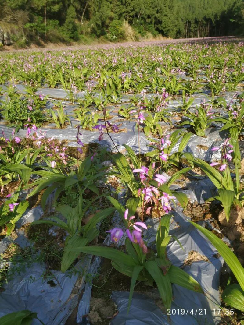 3年超大紫花三叉白及苗包成活包技术包品种