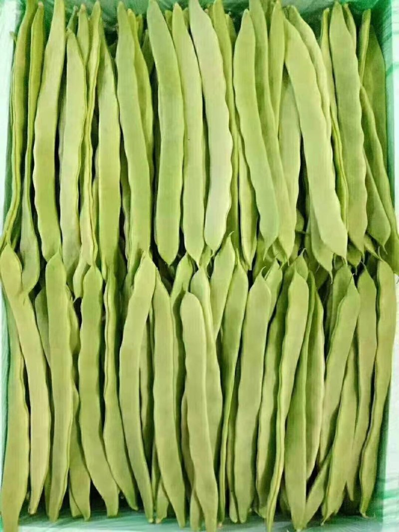 四季豆扁豆小金豆刀豆25-30cm原产地直供