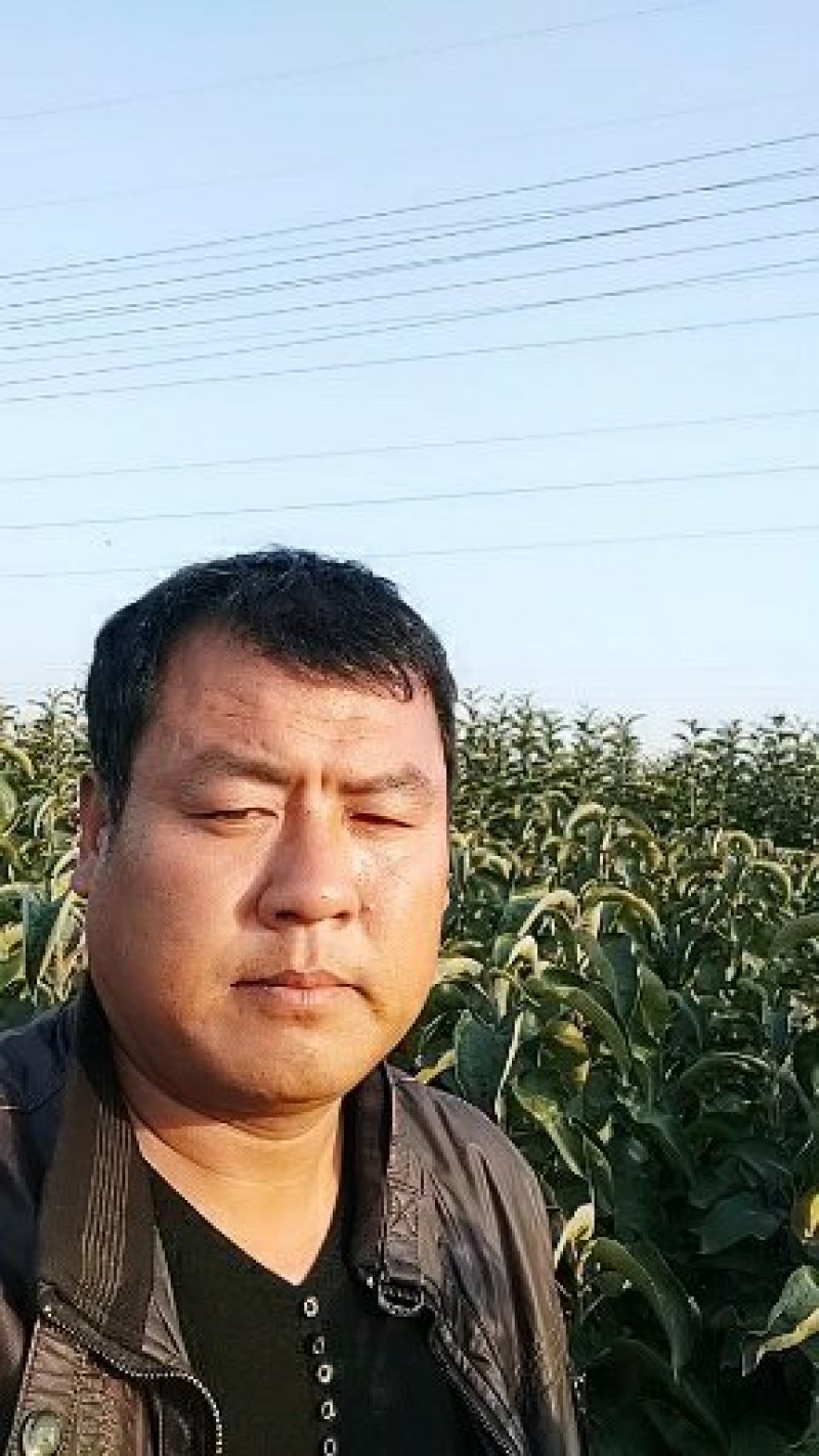 山楂苗河北省秦皇岛市昌黎县小海果蔬苗木销售中心