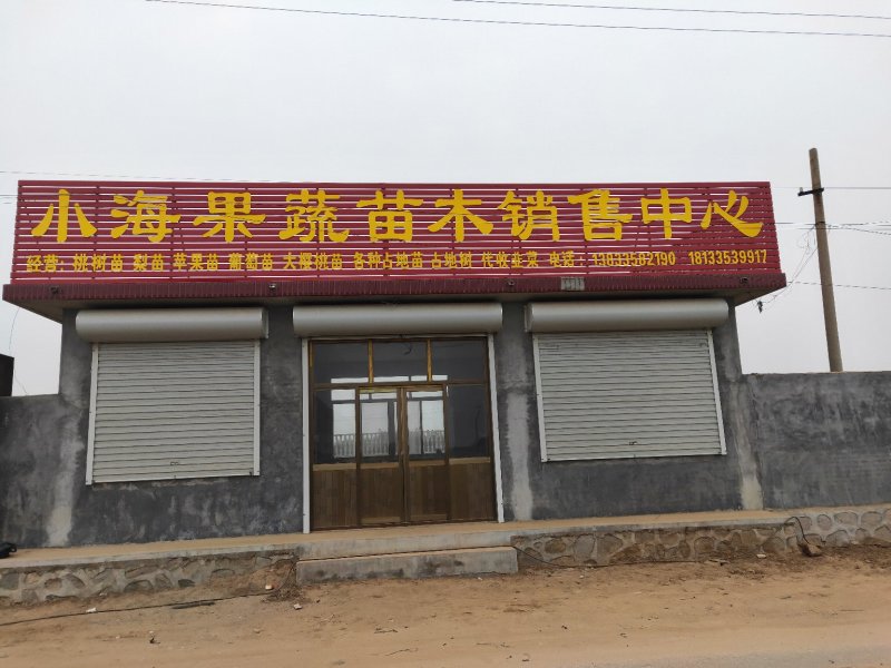 山楂苗河北省秦皇岛市昌黎县小海果蔬苗木销售中心