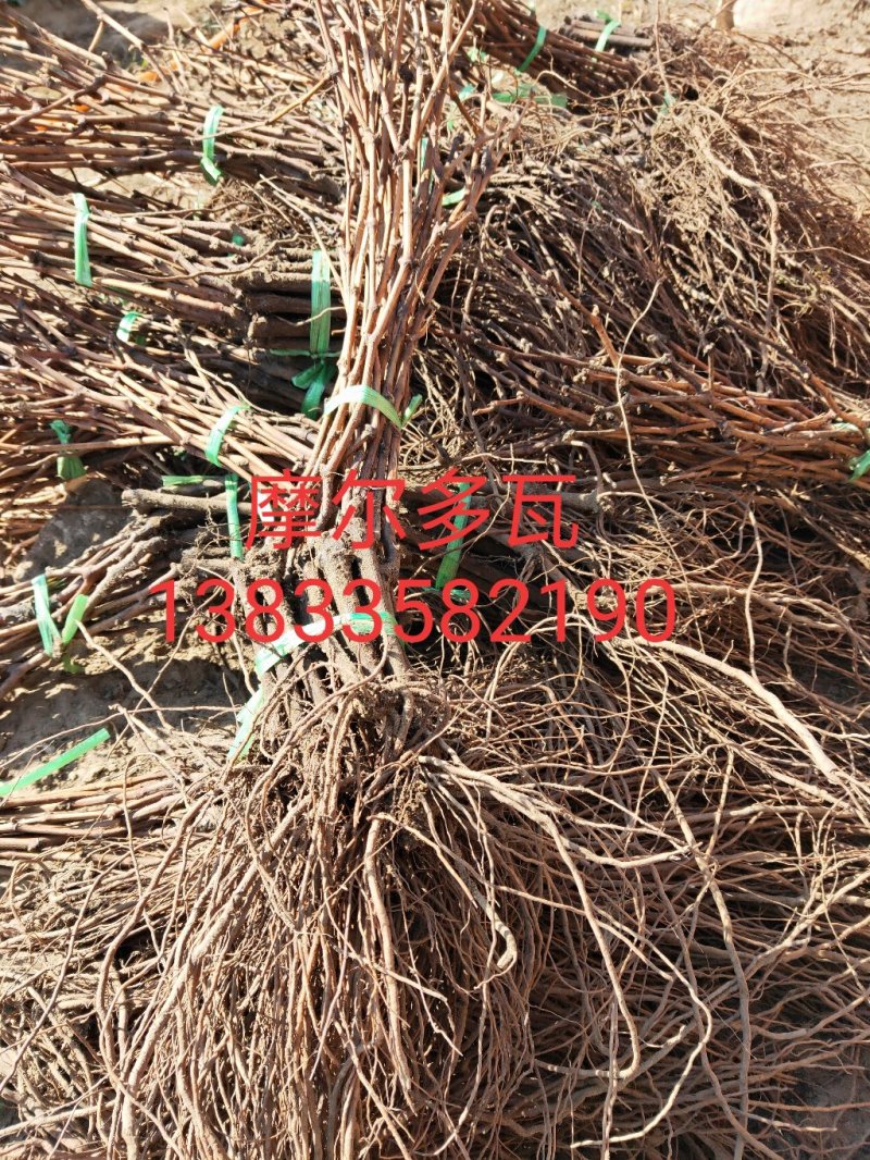 山楂苗河北省秦皇岛市昌黎县小海果蔬苗木销售中心
