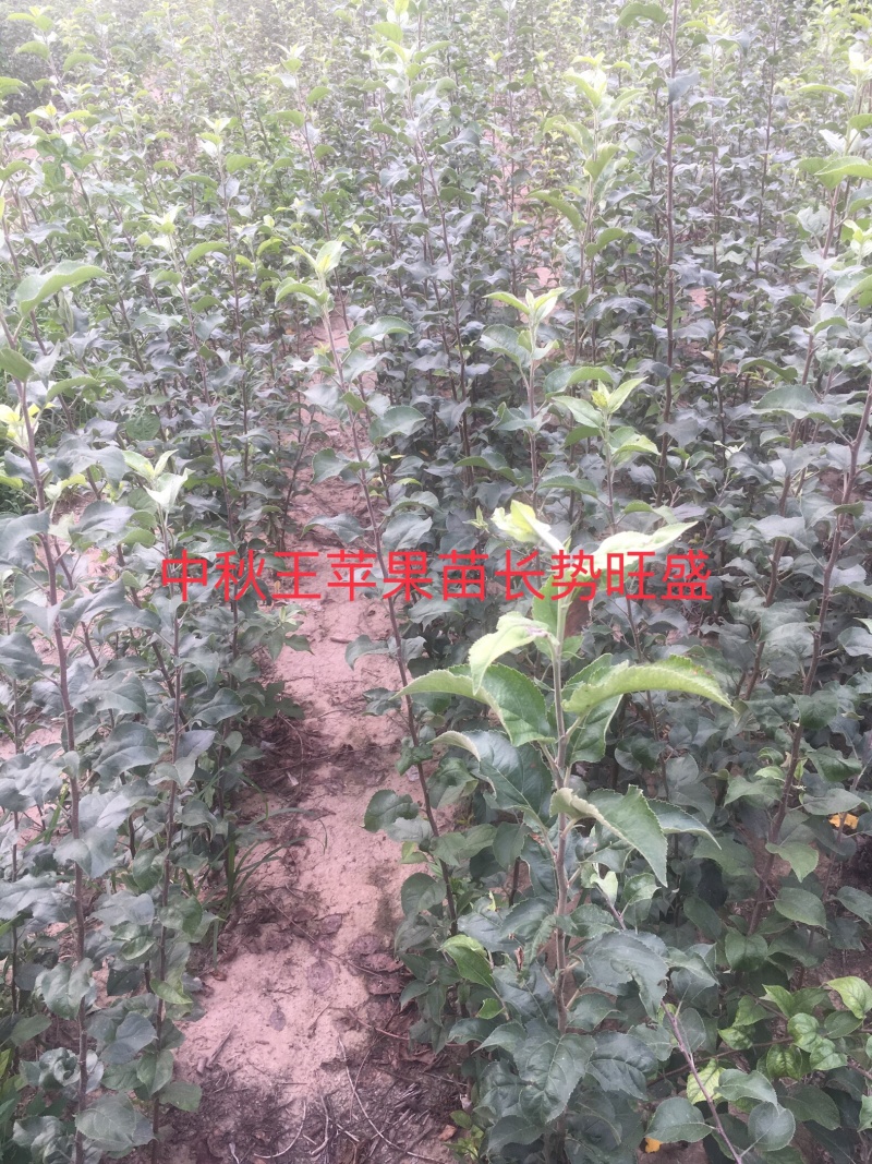 大量出售2年生中秋王苹果苗，八棱海棠砧木嫁接