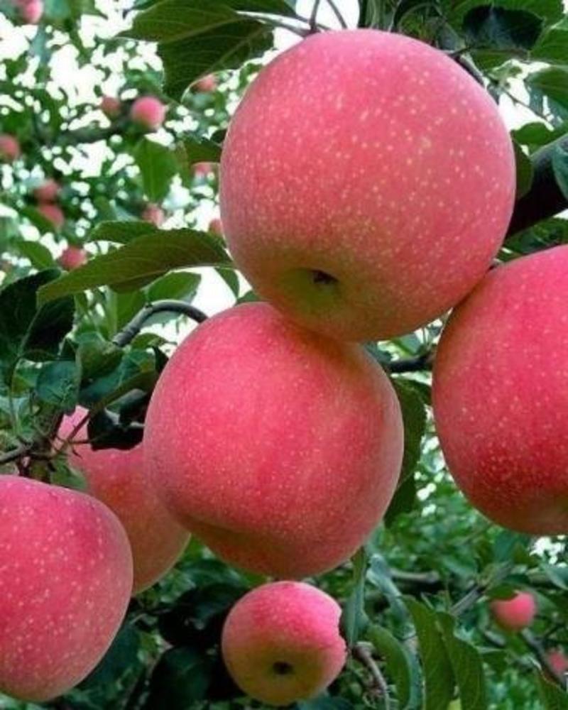 青龙满族自治县优质红富士苹果，安心健康，加关注方便联系。