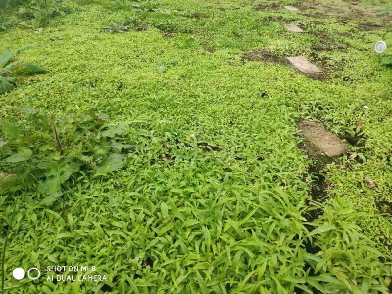 三叉白及种苗云南贵州重庆湖南湖北四川，20